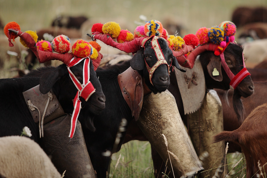 Salgadeiras Julhoromaria Dos Rebanhos Folgosa 55